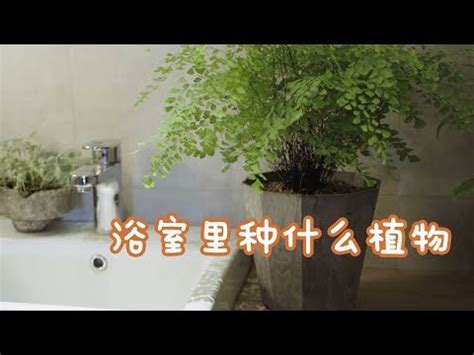 浴室盆栽擺設|浴室植物 廁所盆栽